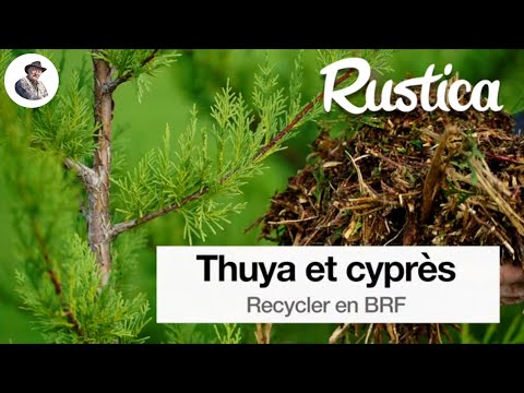 Recycler les tailles de thuyas et cyprès