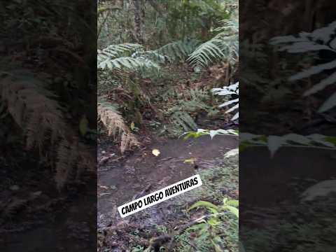 #Natureza  #MataAtlantica  #Paraná #Floresta