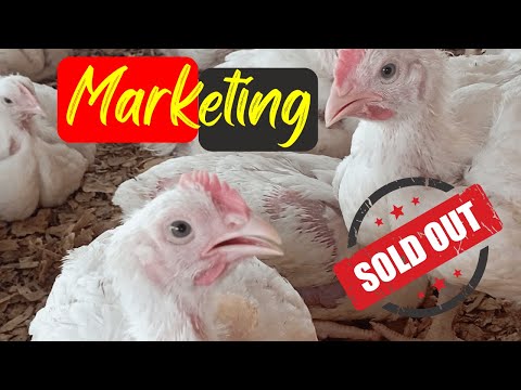, title : 'Marketing Tips I Use to Sell Afrifama Chicken'