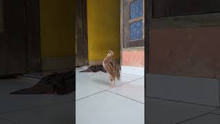 Download lagu suara burung puyuh ful di umbar mp3