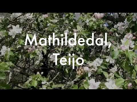 Outdoor aikido jo&bokken