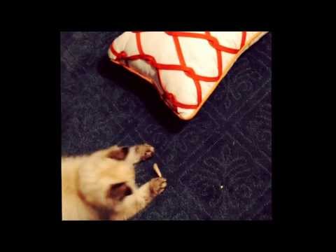 My little ball of fur gone wild at 2am