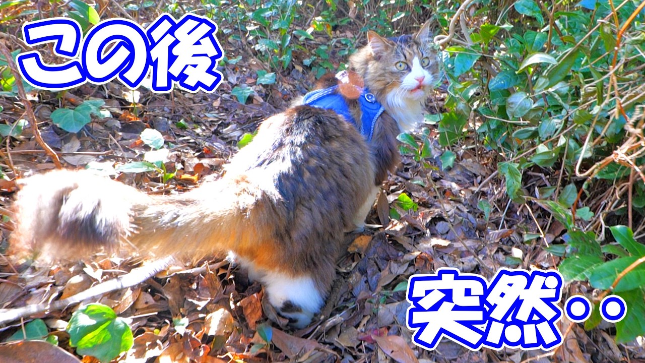 今日はいつにも増してボス吉の足取りが軽快だな～と思ったら‥【ボス猫爆速散歩】