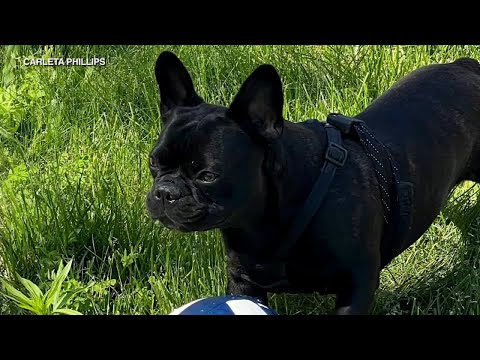 $5K reward offered for safe return of stolen French bulldog