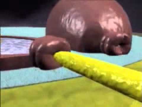 Reprodução das Gimnospermas