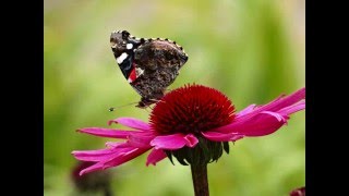 P.F.R. -- GARDEN -- WILLIAM LOCKMILLER PHOTOGRAPHY