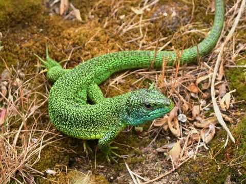 european green lizard ,Lacerta viridis