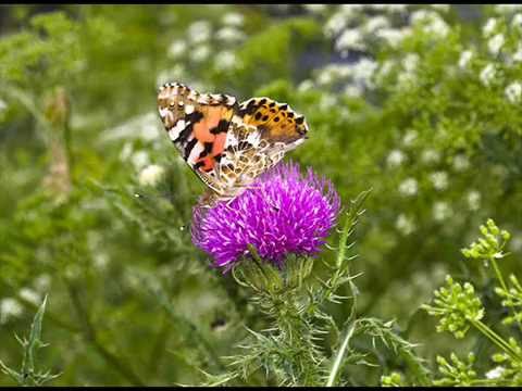 Svítí slunce nad hlavou 29 4 2016