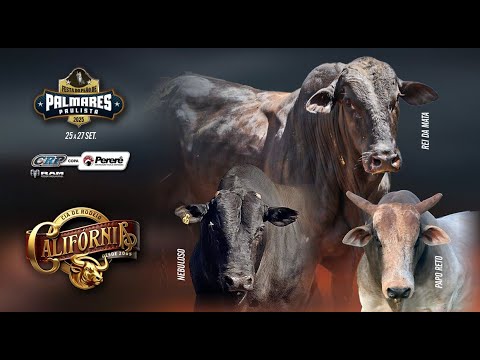 Rodeio de Palmares Paulista 2025 (S0RTEI0 / SÁBADO / SEMI FINAL)
