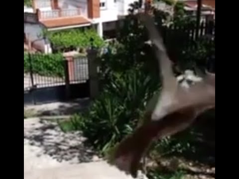 Pajaro liberado (Slow motion)