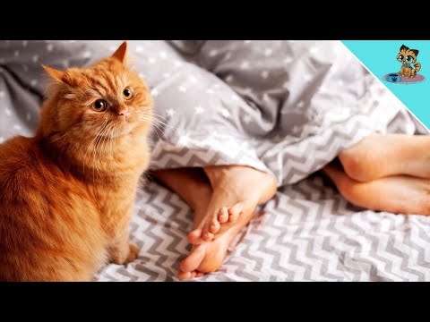THIS Is Why Your Cat Walks On You While You Are SLEEPING!