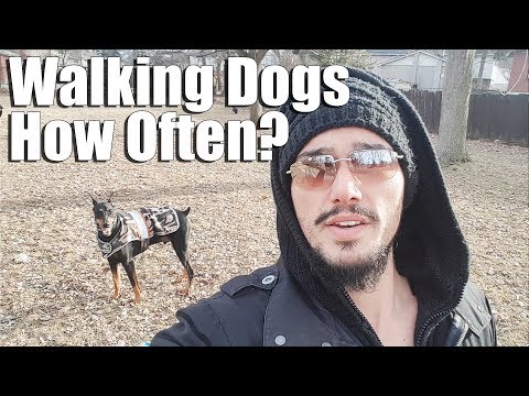 How Often Should You Walk Your Dog? Dog Walking Vlog Video