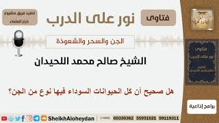 هل صحيح أن كل الحيوانات السوداء فيها نوع من الجن؟ الشيخ اللحيدان - مشروع كبار العلماء image