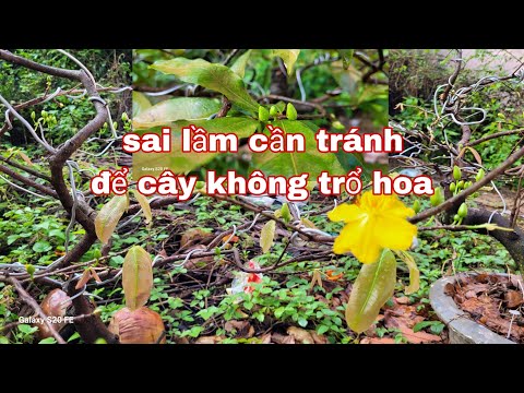 Reasons for early flowering