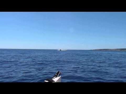 Donzi 38ZX Flypast 2