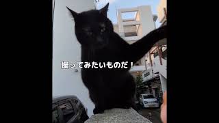 老犬と黒猫(俺たちの暮らしに)#気楽に#愛犬ピット#黒猫ロック