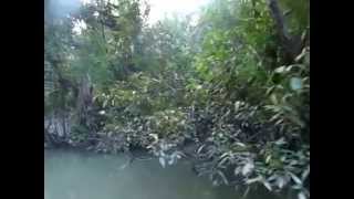 preview picture of video 'Canal in Sundarban'