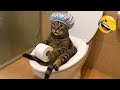 Try Not To Laugh Funniest Cats And Dogs Ever Part 2