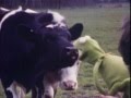 Kermit And Fozzy Bear Meet Cows