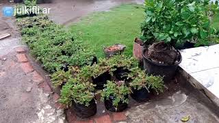 Download lagu pop Sunda Kamana cintana.. RYA fitria kdi 3 kp tanjunggalur Telagasari karawang mp3