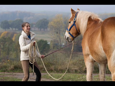 Keeping horses occupied in a meaningful way. Alternatives to lunging and dressage riding in the a...