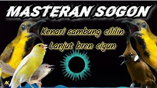 Download lagu MASTERAN SOGON MATERI KENARI SAMBUNG CILILIN,CIGUN#sogon #masteranburung#masteransogon #sogokontong mp3
