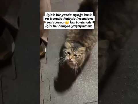 ayağı kırık mı incitmiş mi bilemiyorum korumaya alabilecek doğurmak üzere. Avcılar @patispanyalar