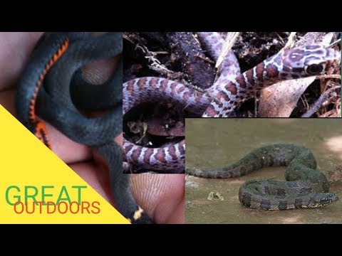 Florida's huge snake population snake identification part 2