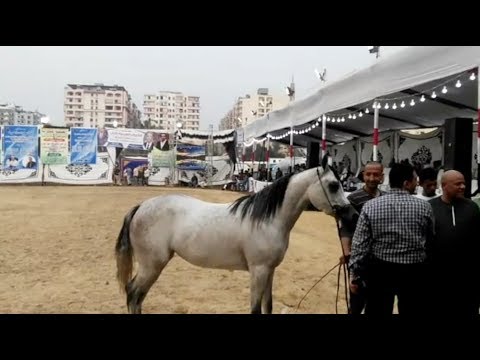 انطلاق فعاليات مهرجان الخيول العربية الأول في المنوفية