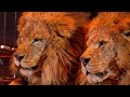 La Gabbia Con I Leoni Di Larry Allen Dean Ringling Bros And Barnum Bailey Circus 1988