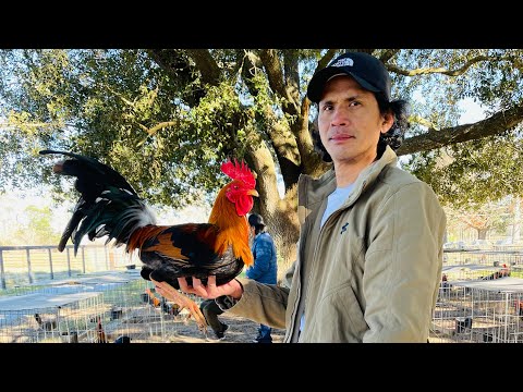 LARRY ROMERO | ALBANY BROOD STAG | RAPTOR SWEATER…