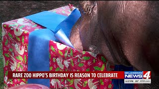 Rare hippo`s birthday gives zookeepers a reason to celebrate