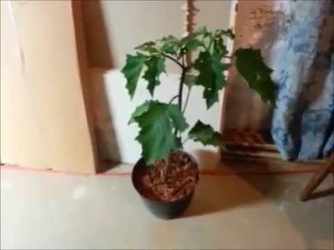 Growing Poisonous Nightshades Pt. I