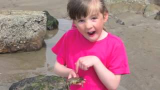 Mike Weaver - Pembrokeshire Fair