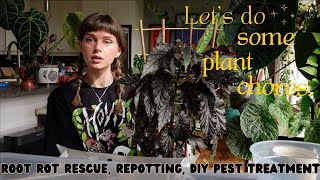 🌿 3 days of plant chores 🌿 root rot rescue, repotting my goth begonias, & diy pest spray 🖤