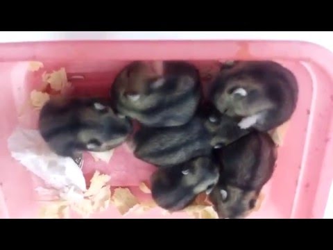 Filhotes de Hamster Anão Russo 12º dia