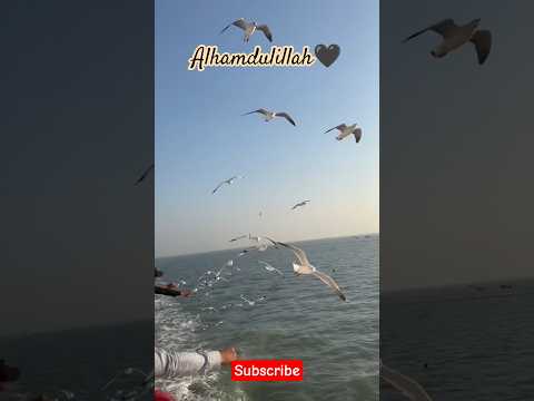 Beautiful nature Alhamdulillah 💫🥰♥️ subhanallah #allah #nature #nasheed #travel #shortsfeed #islamic