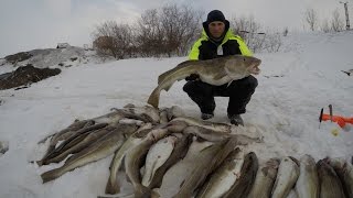 Рыбалка на треску в мурманске