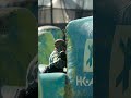 DANGEROUS Colorado BLITZ Paintball Shorts