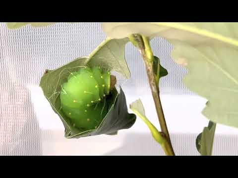 Life cycle of the Polyphemus Moth