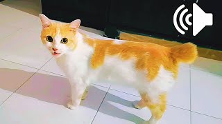 Download lagu SUARA KUCING BETINA BIRAHI PANGGIL KUCING JANTAN - Female Cat In Heat Calling Male Cat mp3