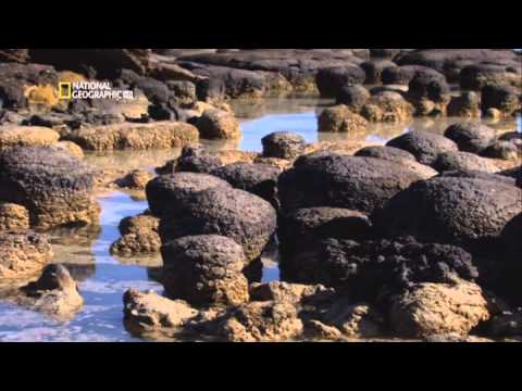 La aparición de la vida