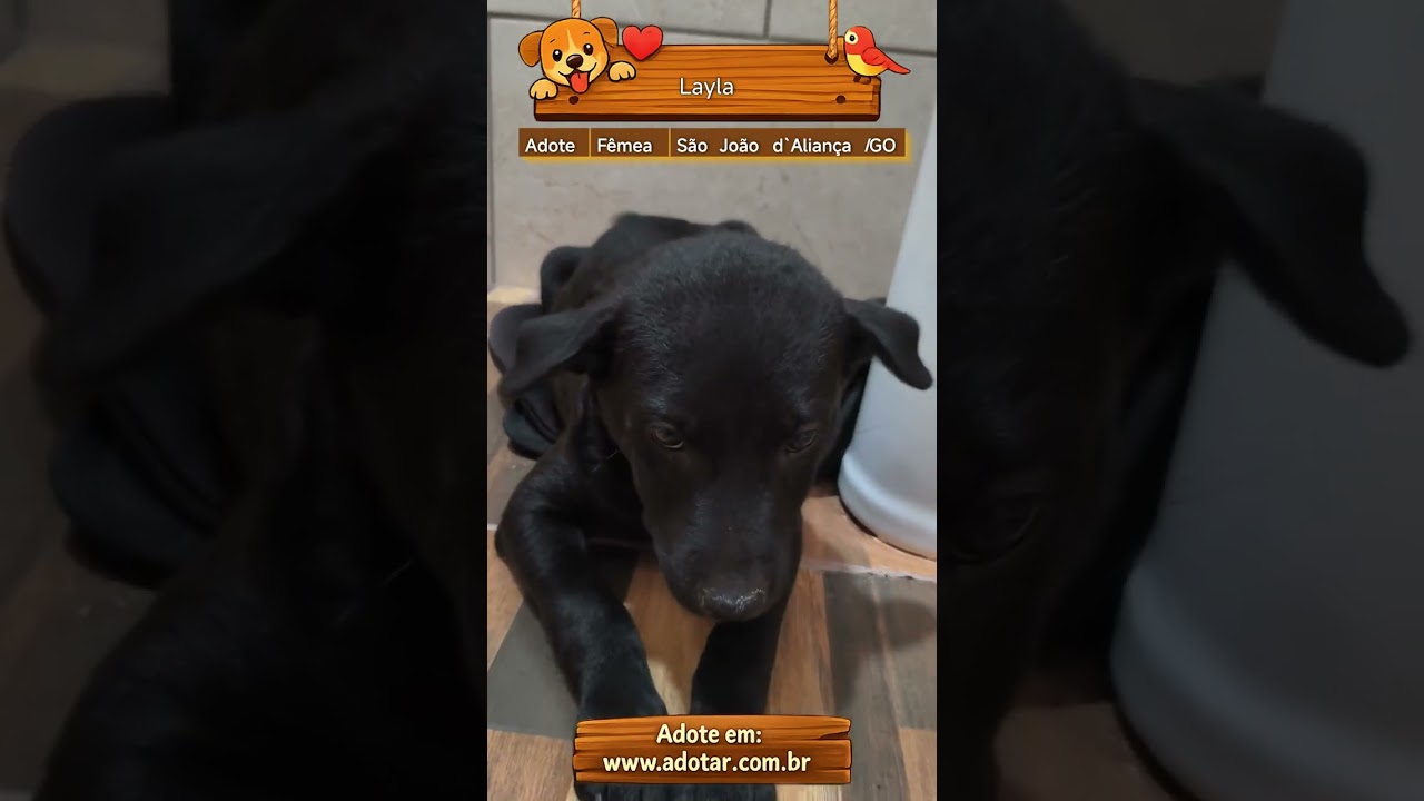 Cachorro raça SRD-ViraLata idade 2 a 6 meses nome Layla