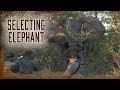 Selecting the Elephant to Harvest | 5
