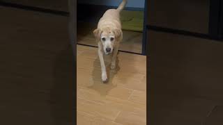 Download lagu Jiojio Lgi Gabut , Diajak Kluar Langsung Girang 🤣 #shorts #shanghai #china #anjingpintar mp3 Download lagu Jiojio Lgi Gabut , Diajak Kluar Langsung Girang 🤣 #shorts #shanghai #china #anjingpintar mp3