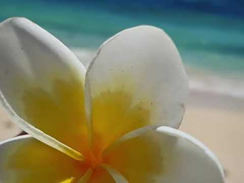 Sa Balavu na Gauna by Brown Sugar Fiji