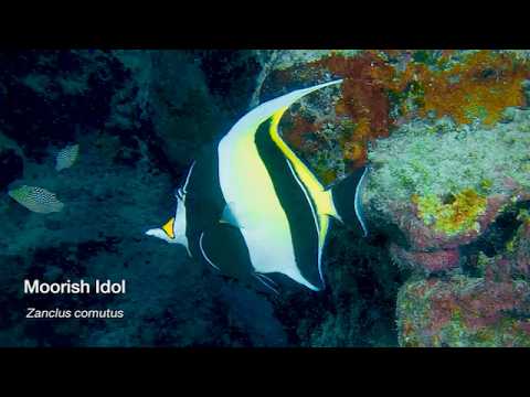 2 Moorish Idol + Rabbitfish - scuba diving video