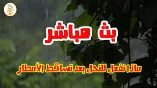 بث مباشر ( ماهي الأعمال التى نقوم بها للنحل بعد تساقط الأمطار والثلوج )