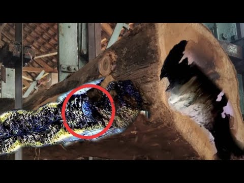 A brutal death in the middle of a sawmill - bandsaw machine