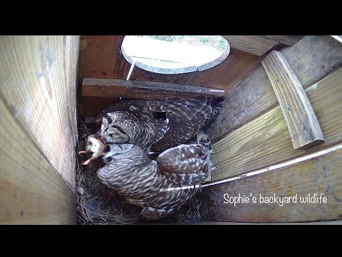 Barred owl nest with sound - Highlight, April 16, 2021: Special delivery
